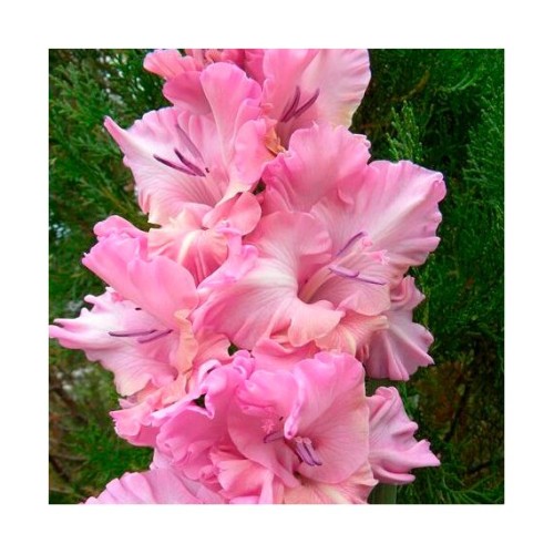 Гладиолусы Самара 1шт (Волжский Сад)