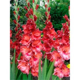 Гладиолус Смоленск 1шт