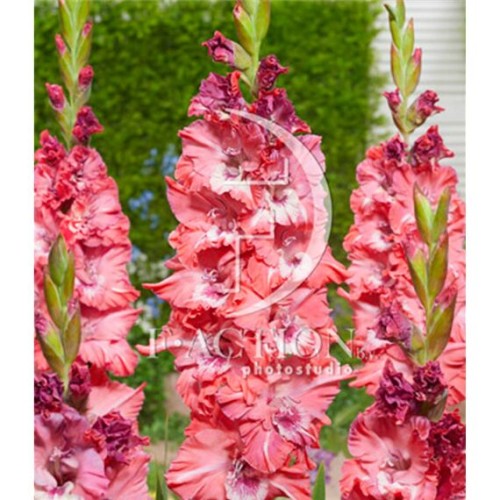 Гладиолус Сызрань 1шт