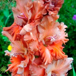 Гладиолусы Уфа 1шт