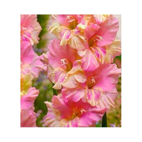 Гладиолусы Волгоград 1шт