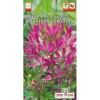 Клеома игольчатая Вишневая королева 0.3г (Семена Алтая)
