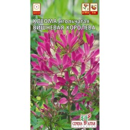 Клеома игольчатая Вишневая королева 0.3г (Семена Алтая)