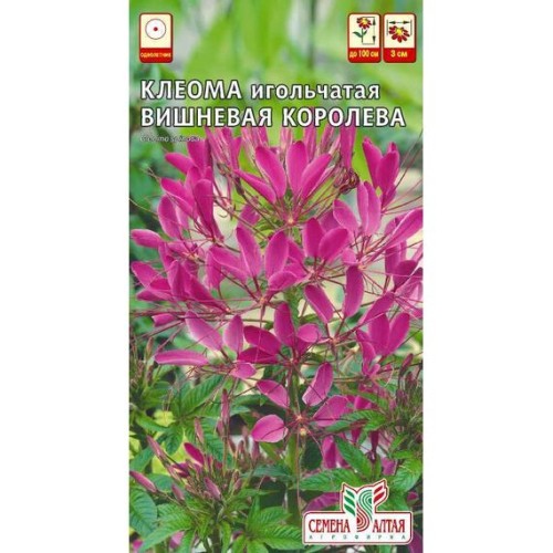 Клеома игольчатая Вишневая королева 0.3г (Семена Алтая)