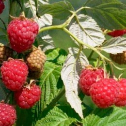 Малина За здравие 5шт