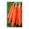 Морковь Рахат Лукум 1г (Уральский Дачник)