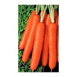 Морковь Рахат Лукум 1г (Уральский Дачник)