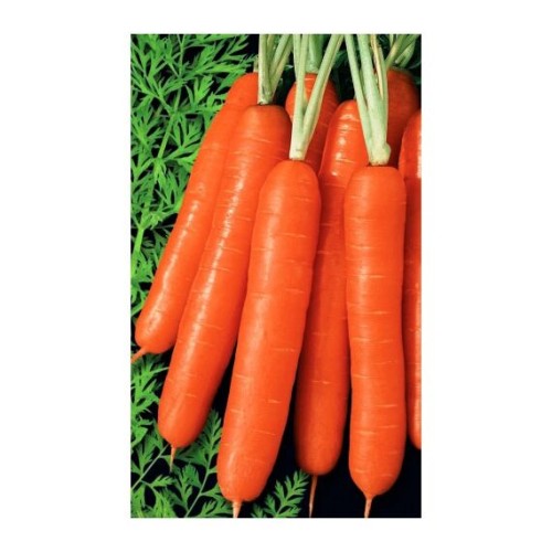 Морковь Рахат Лукум 1г (Уральский Дачник)