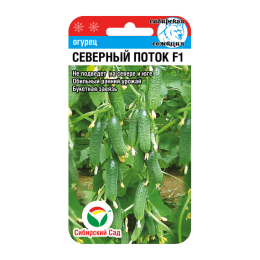 Огурец Северный поток F1 7шт (Сибирский сад)
