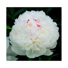 Пион Festiva Maxima 2/3, 100см