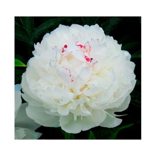 Пион Festiva Maxima 2/3, 100см