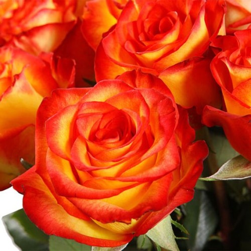 Роза Желтая магия чайно-гиридная (Семена Алтая)