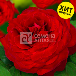 Роза Мадам де Бовуар чайно-гибридная (Семена Алтая)