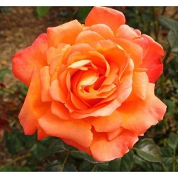 Роза Вуду чайно-гибридная (Семена Алтая)