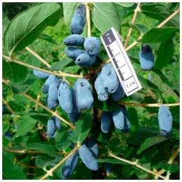 Жимолость Калипсо Н-45см