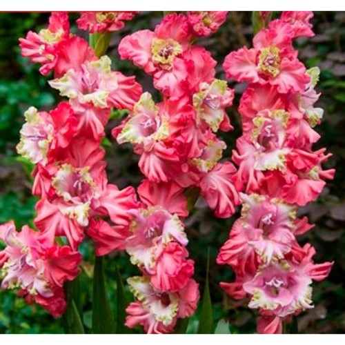 Гладиолус Брокен Харт Фриззл 1шт