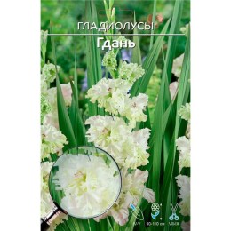 Гладиолус Гдань 1шт