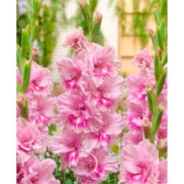 Гладиолус Кызыл 1шт