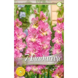 Гладиолус Москва 1шт