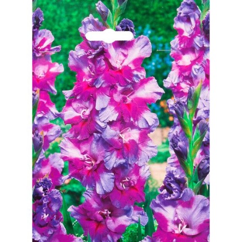 Гладиолус Печора 1шт