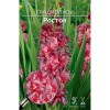 Гладиолус Ростов 1шт
