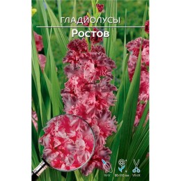Гладиолус Ростов 1шт