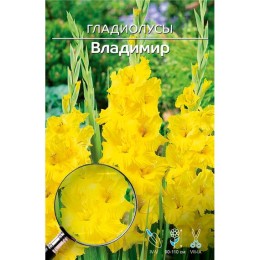 Гладиолус Владимир 1шт