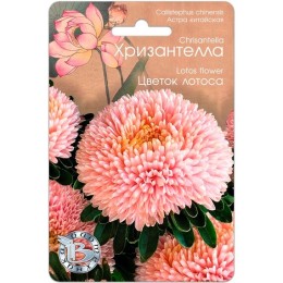 Астра китайская Хризантелла Цветок лотоса 30шт (Биотехника)