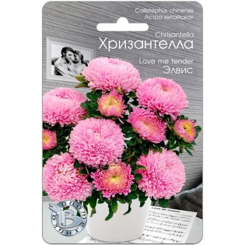 Астра китайская Хризантелла Элвис 30шт (Биотехника)