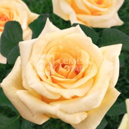 Роза Крем Де Ля Крем чайно-гибридная (Семена Алтая)
