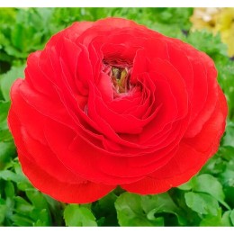 Лютик (Ranunculus) Red 1шт