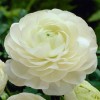 Лютик (Ranunculus) White 1шт