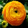 Лютик (Ranunculus) Yellow 1шт