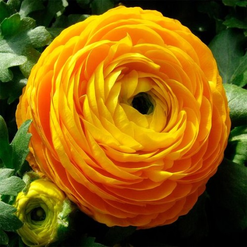 Лютик (Ranunculus) Yellow 1шт