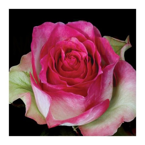 Роза Малибу чайно-гибридная (Семена Алтая)