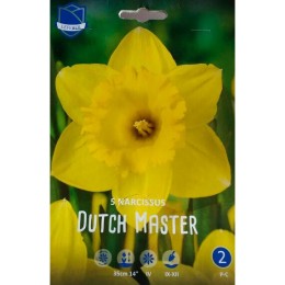 Нарцисс Dutch Master (Голландия)