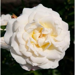 Роза (шраб) Космос (Семена Алтая)