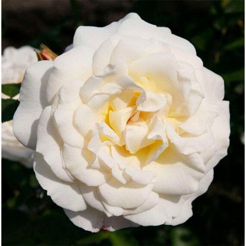 Роза (шраб) Космос (Семена Алтая)