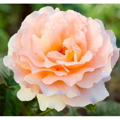 Роза (плетистая) Полька (Семена Алтая)