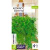 Аспарагус Шпренггера 5шт (Семена Алтая)