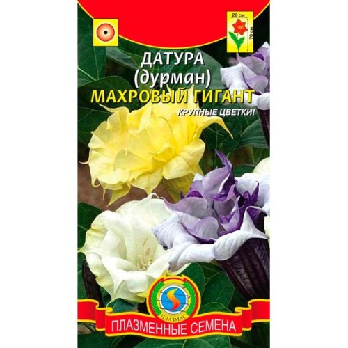 Датура (дурман) Махровый гигант 4шт (Плазменные семена)