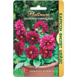 Георгины гибридные Карлсон Фиолет Шейдс 10шт (Биотехника)