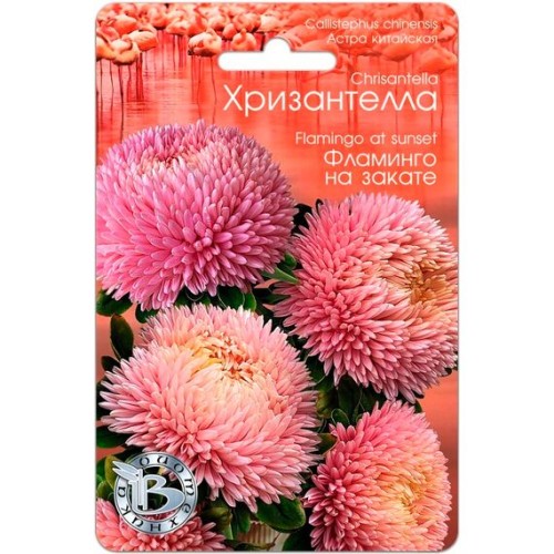 Астра китайская Хризантелла Фламинго на закате 40шт (Биотехника)