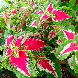 Колеус Wizard Rose