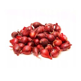 Лук репчатый севок Ред Барон 21-24 фракция 1кг (Голландия)