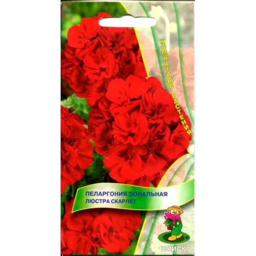 Пеларгония зональная Люстра Скарлет 5шт (Поиск)