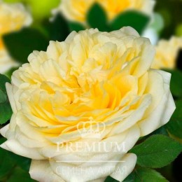 Роза Шампань парковая (Семена Алтая)