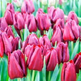 Тюльпан Маскара (Голландия)