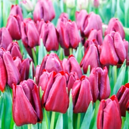 Тюльпан Маскара (Голландия)