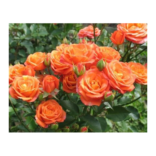 Роза Келли спрей (Семена Алтая)